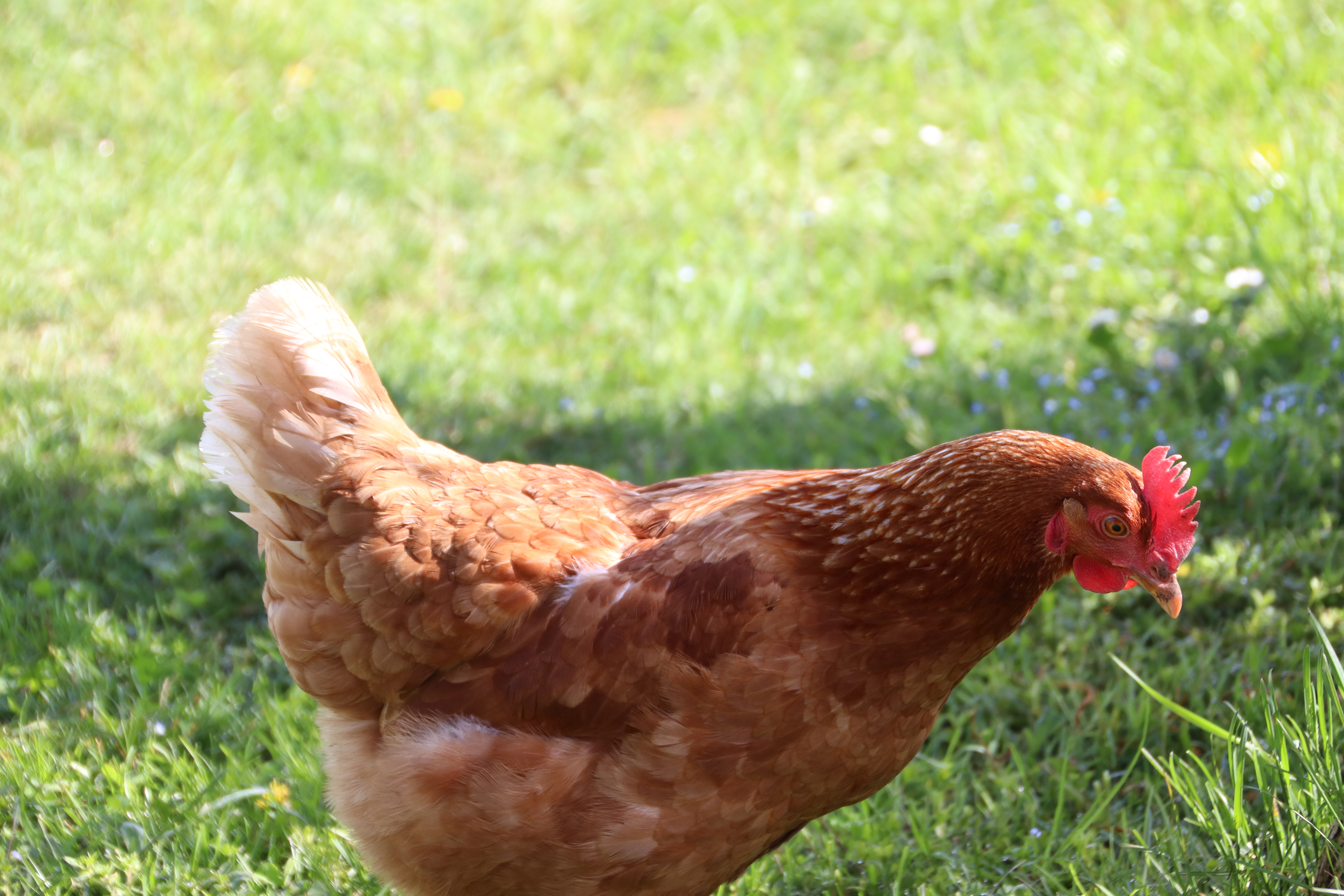 Galline felici che pascolano all'aperto a Povoletto