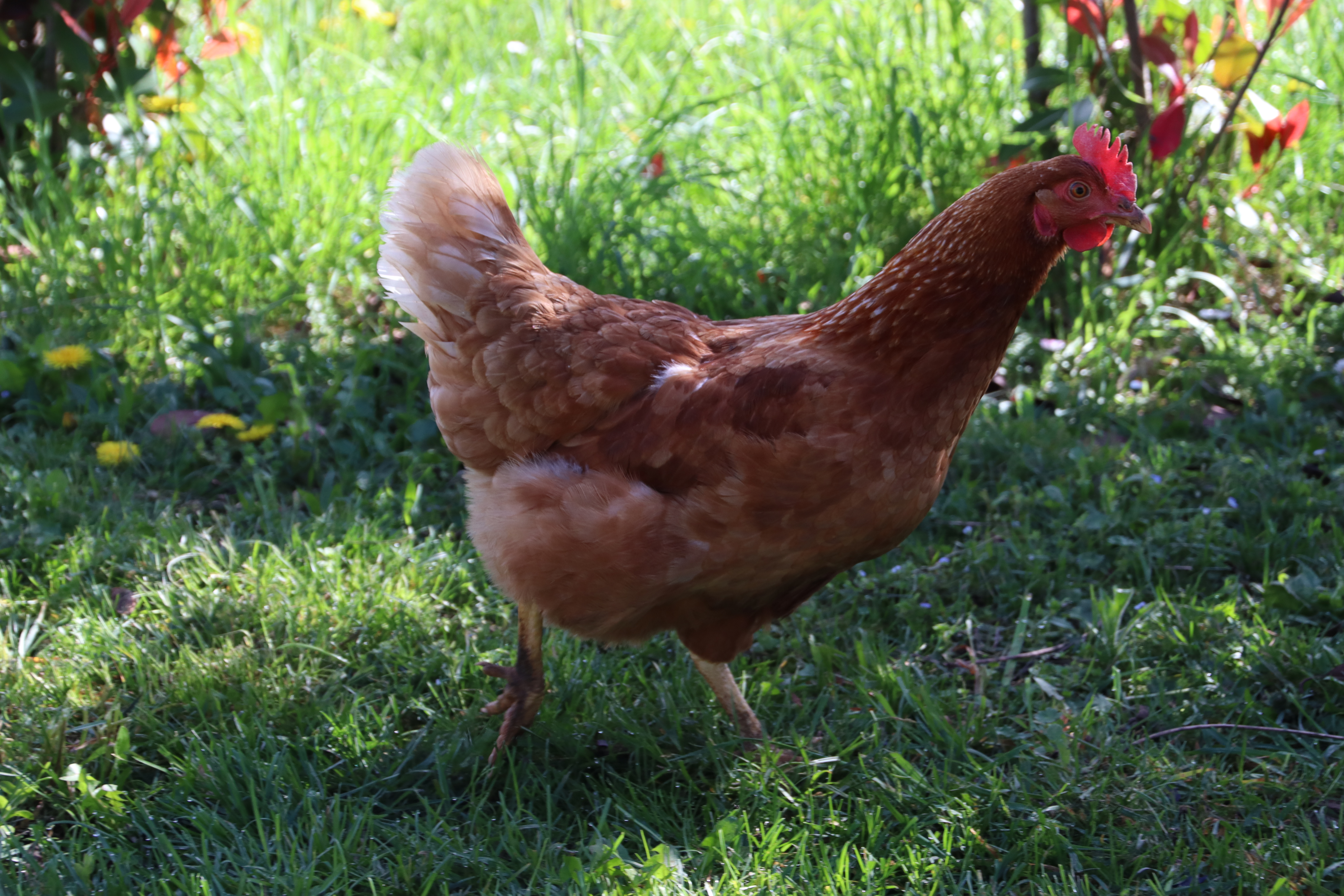 Gallina ovaiola all'aperto nel prato di Povoletto