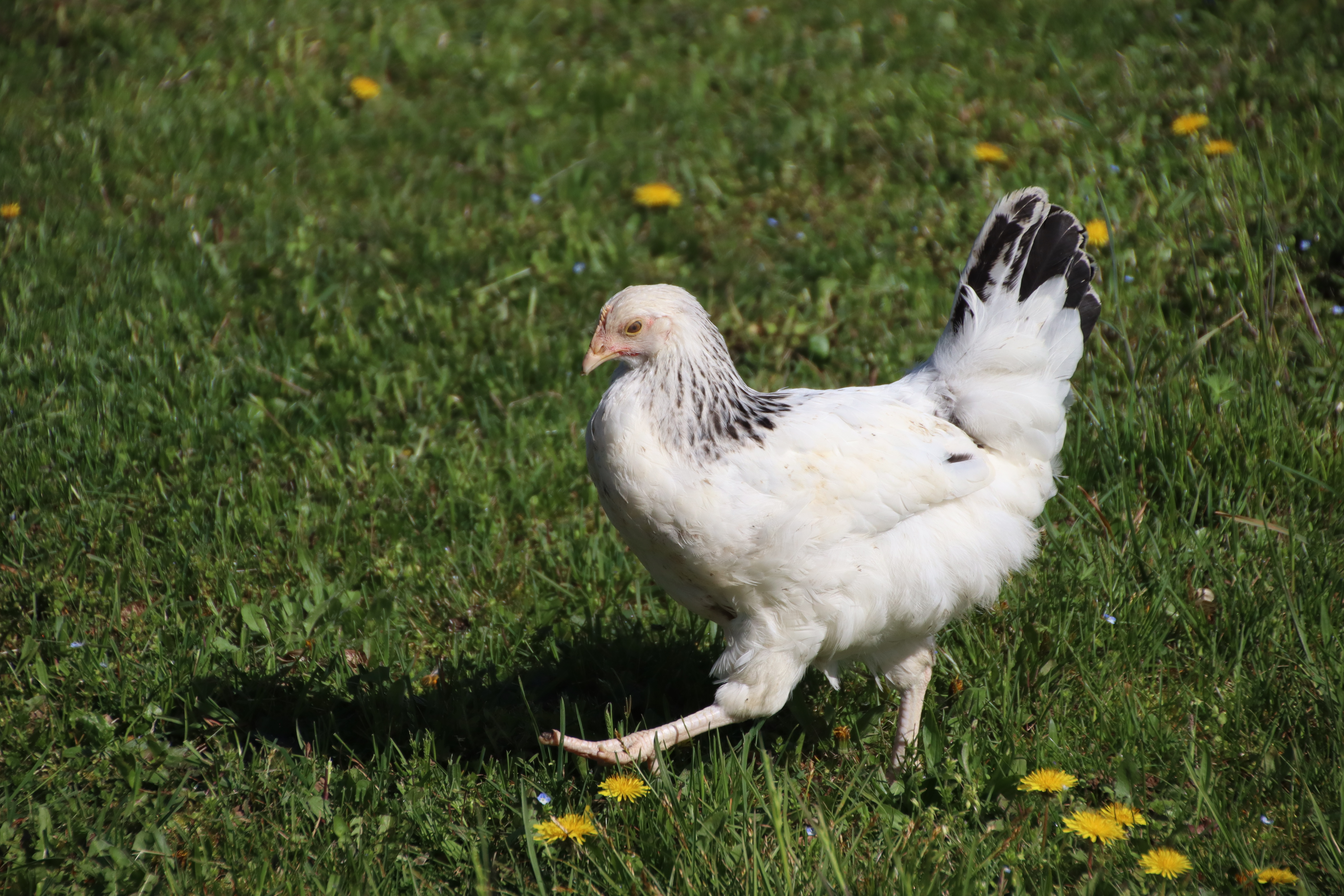 Allevamento galline ruspanti a km zero a Udine