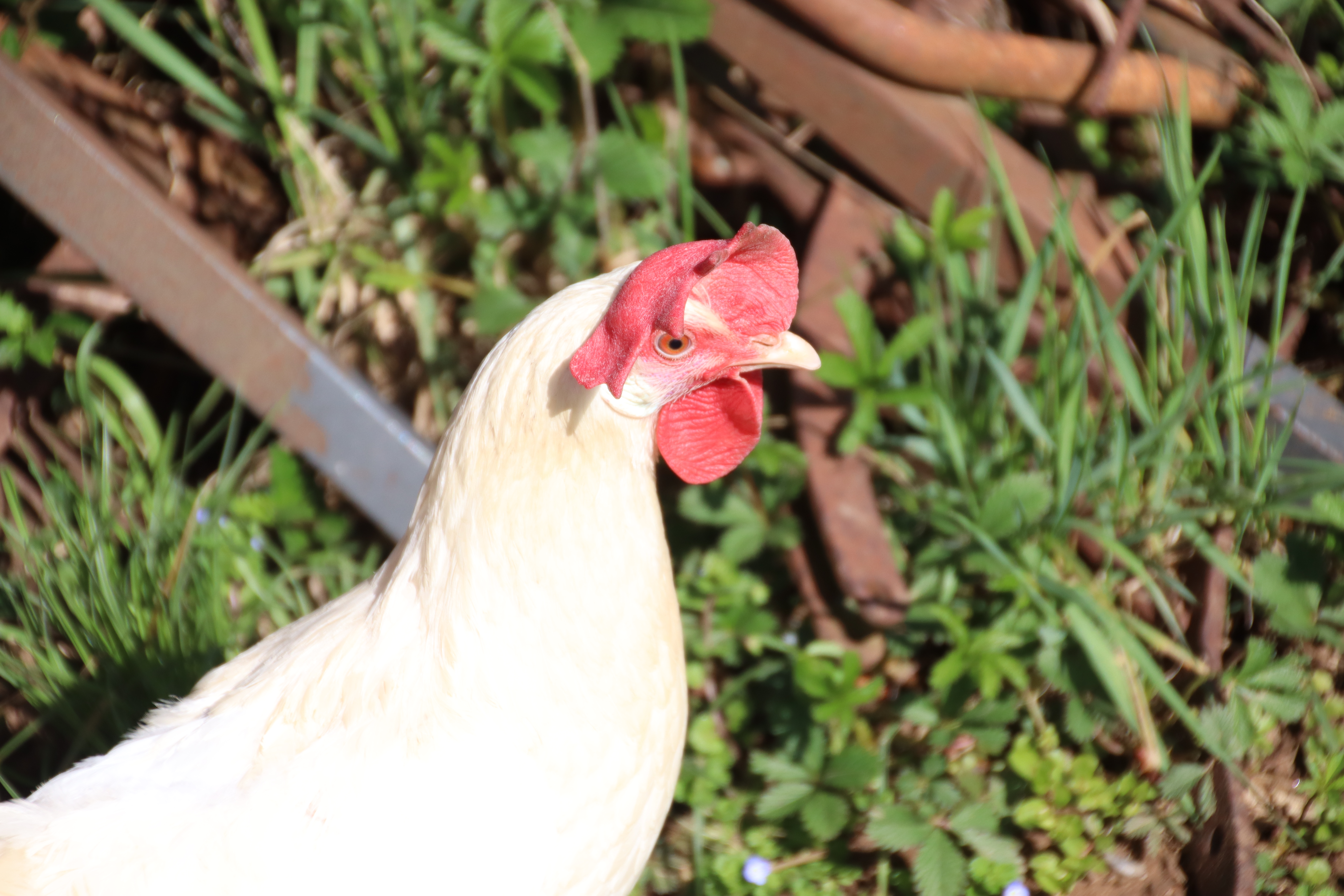 Galline felici libere nell'orto di Povoletto