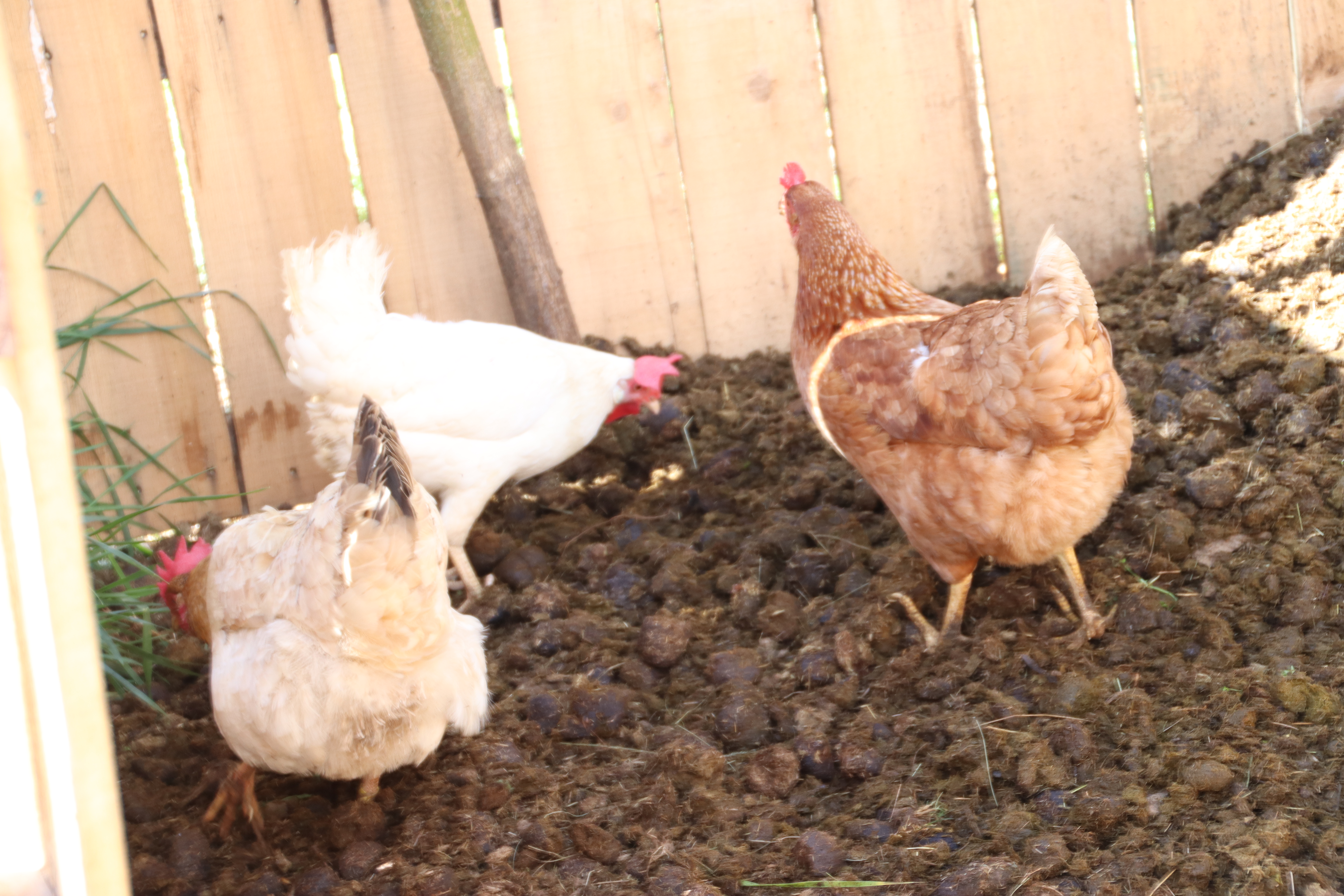 Uova fresche appena raccolte da galline all'aperto